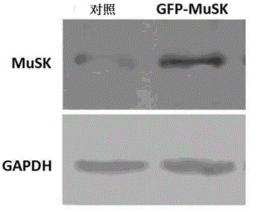 Lentiviral plasmid expression vector as well as construction method and application of lentiviral plasmid expression vector