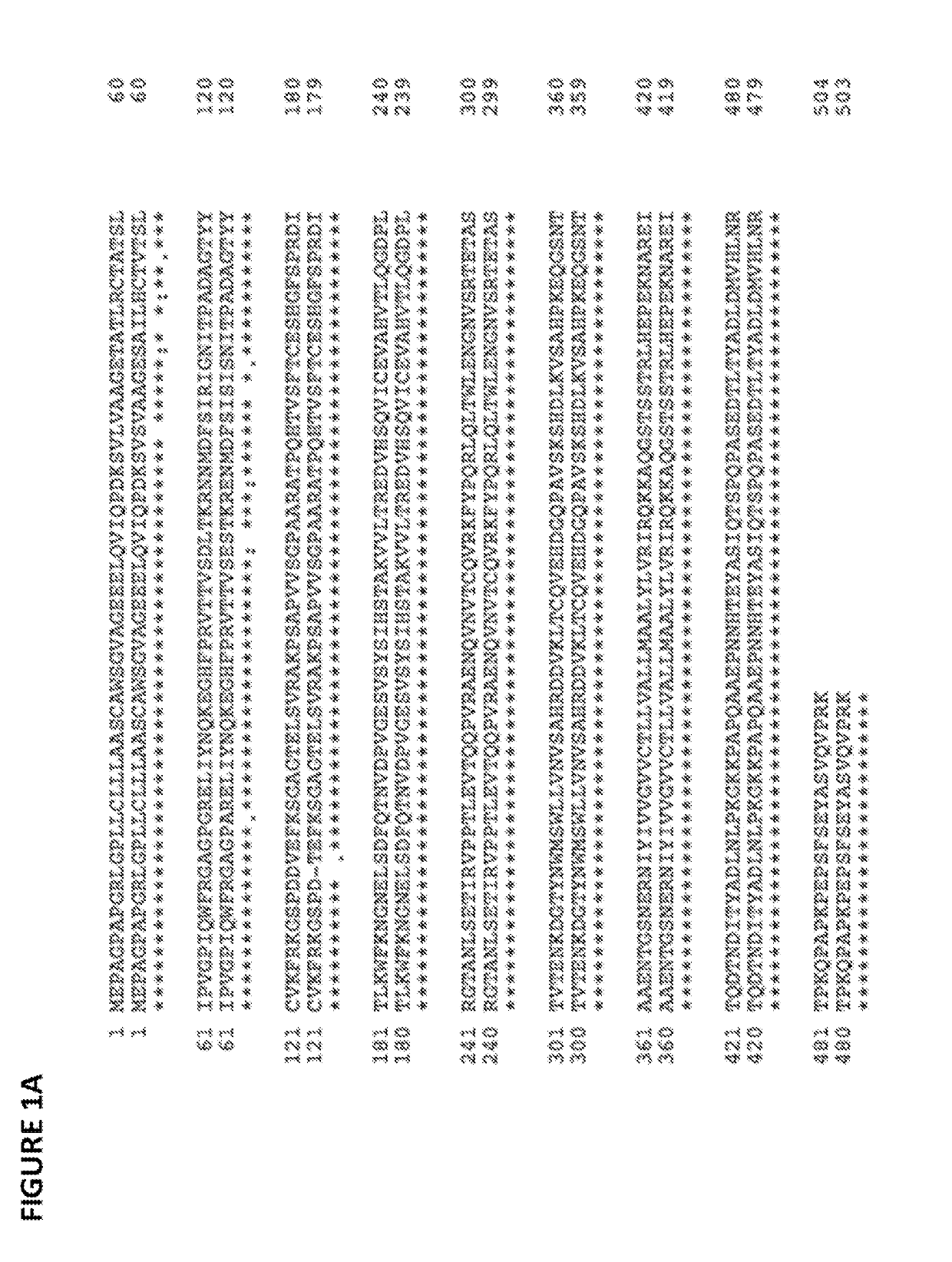 Anti-SIRP-Alpha Antibodies and Methods of Use Thereof