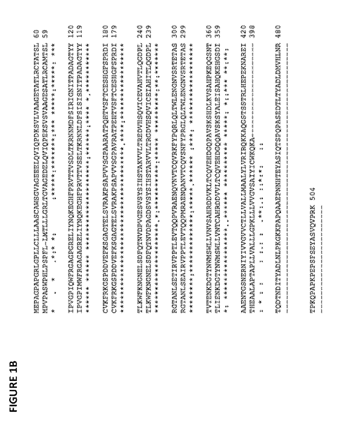 Anti-SIRP-Alpha Antibodies and Methods of Use Thereof