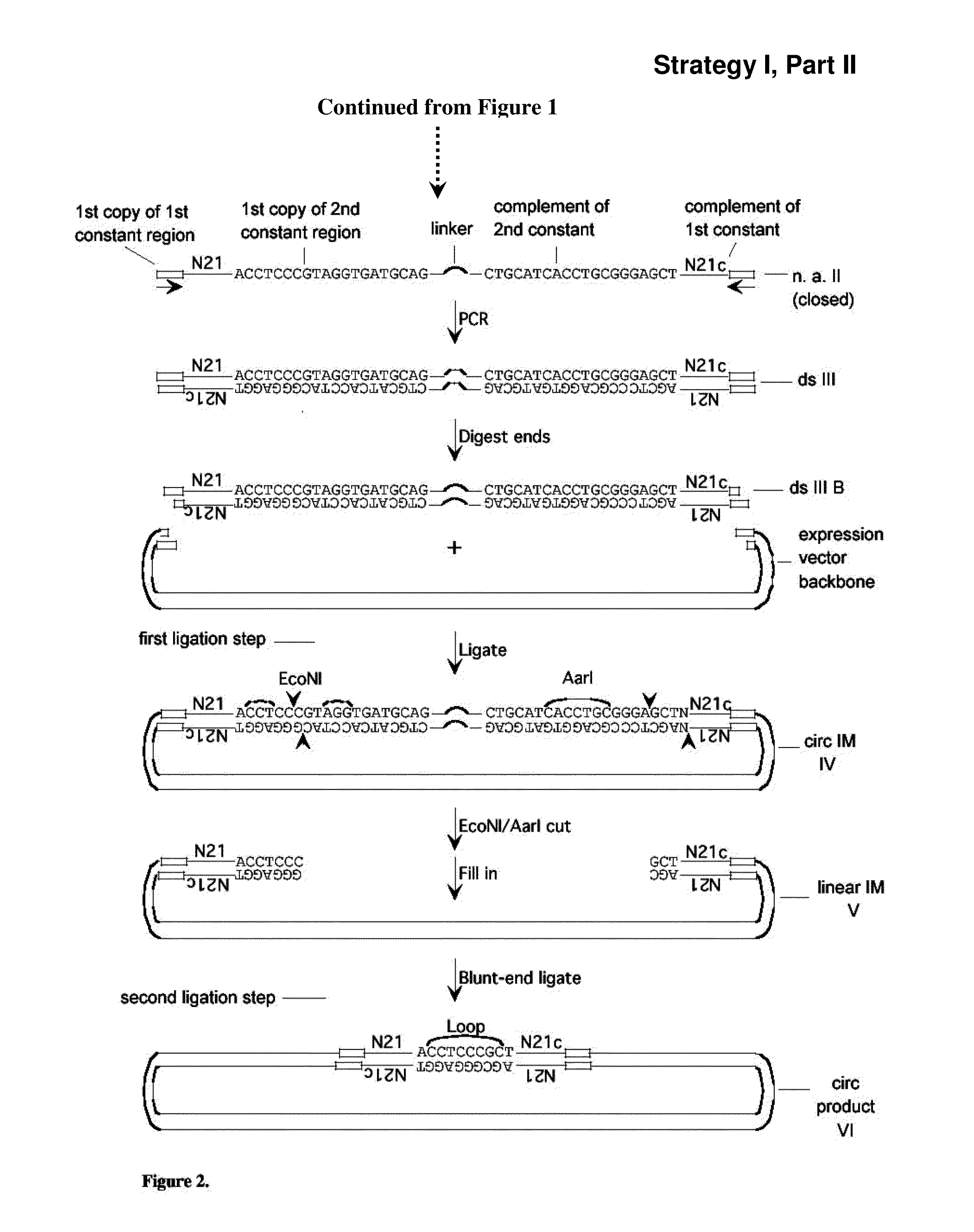 Random RNA libraries, methods of generating same, and screening methods utilizing same