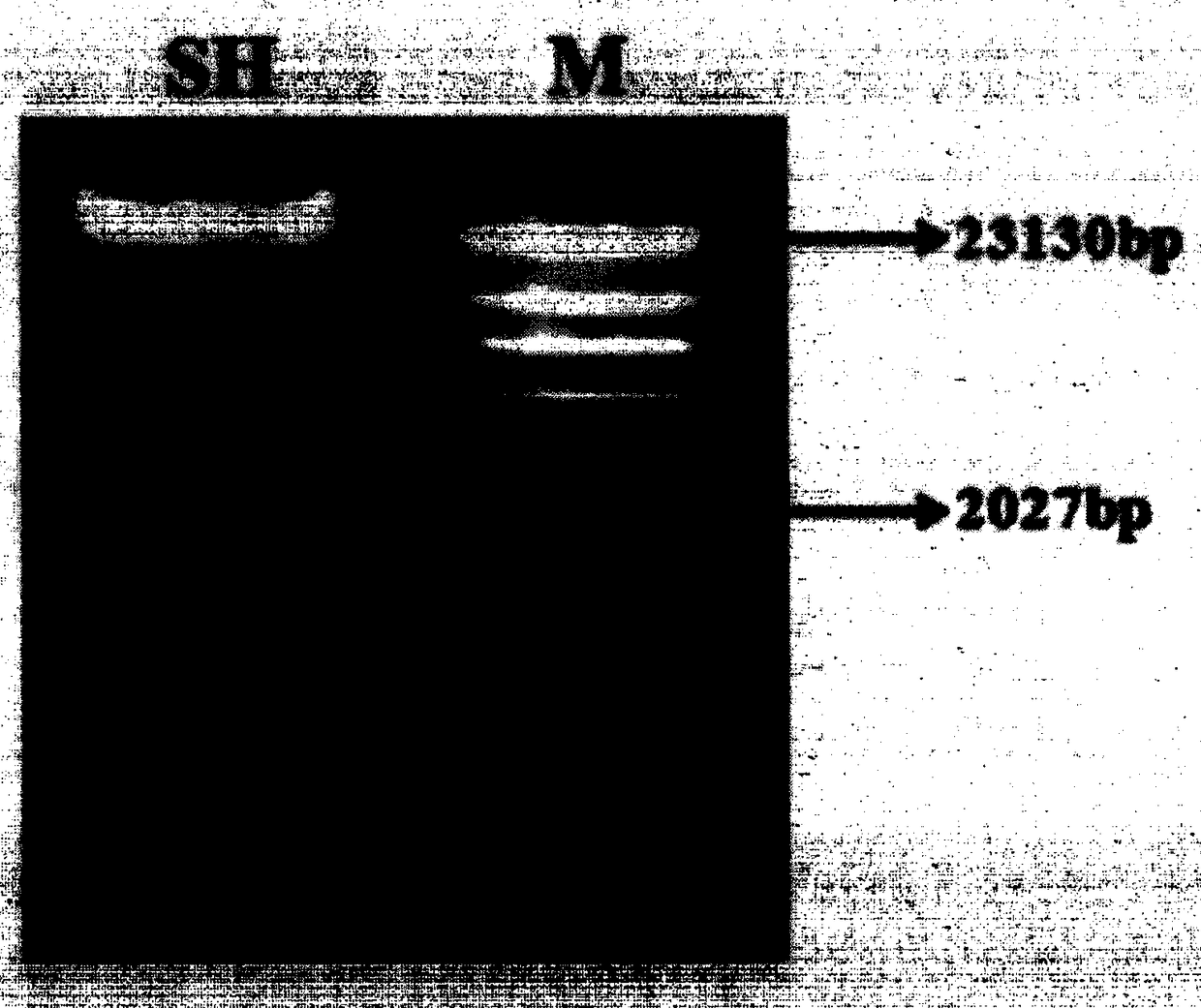 Preparation of a polysaccharide synbiotic from Yupingfeng dregs and its application in immune regulation