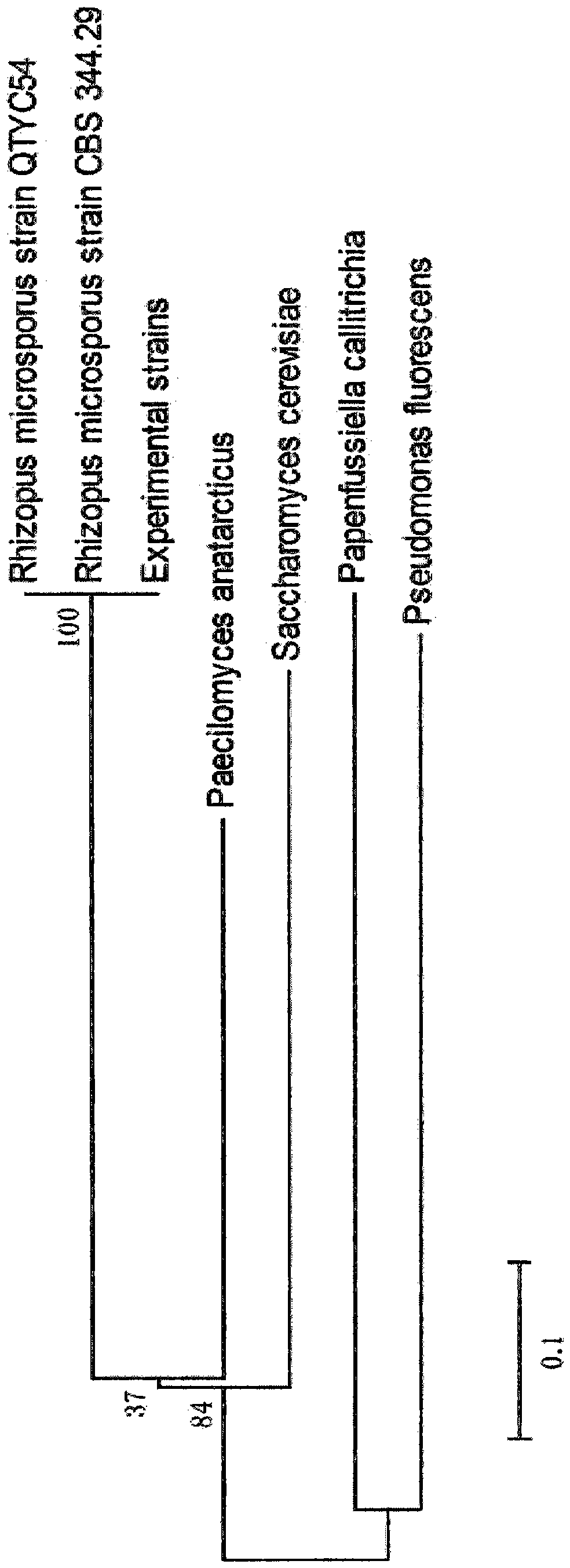 Preparation of a polysaccharide synbiotic from Yupingfeng dregs and its application in immune regulation