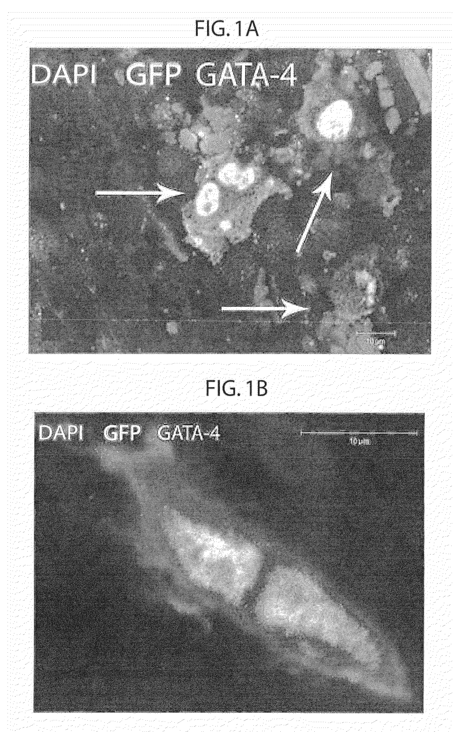 Method to amplify cardiac stem cells in vitro and in vivo