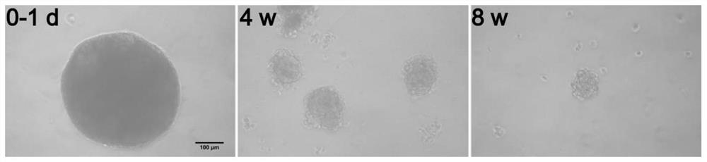 Method for culturing primary epithelial stem cell spheres from mouse lung tissue