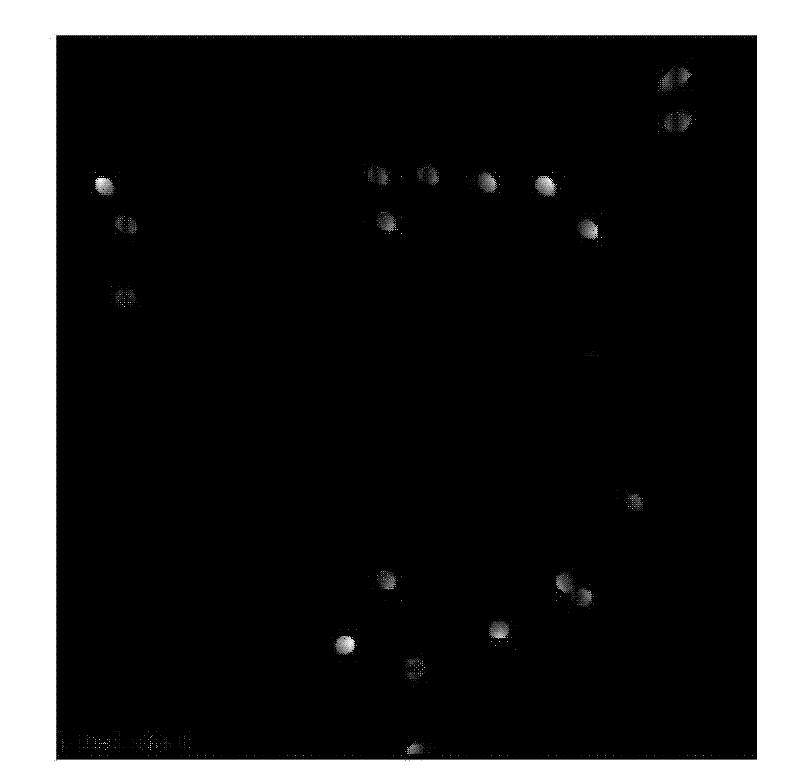 Fluorescent latex particles and preparation method thereof