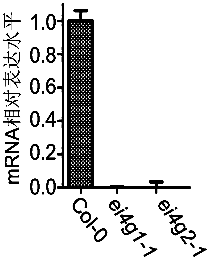 Method for improving tolerance of plant to droughts through down-regulation of expression of eIFiso4G1 gene and eIFiso4G2 gene