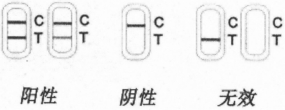 Coxsackie A16 virus IGA antibody quantum dot immunofluorescence chromatography test strip and kit