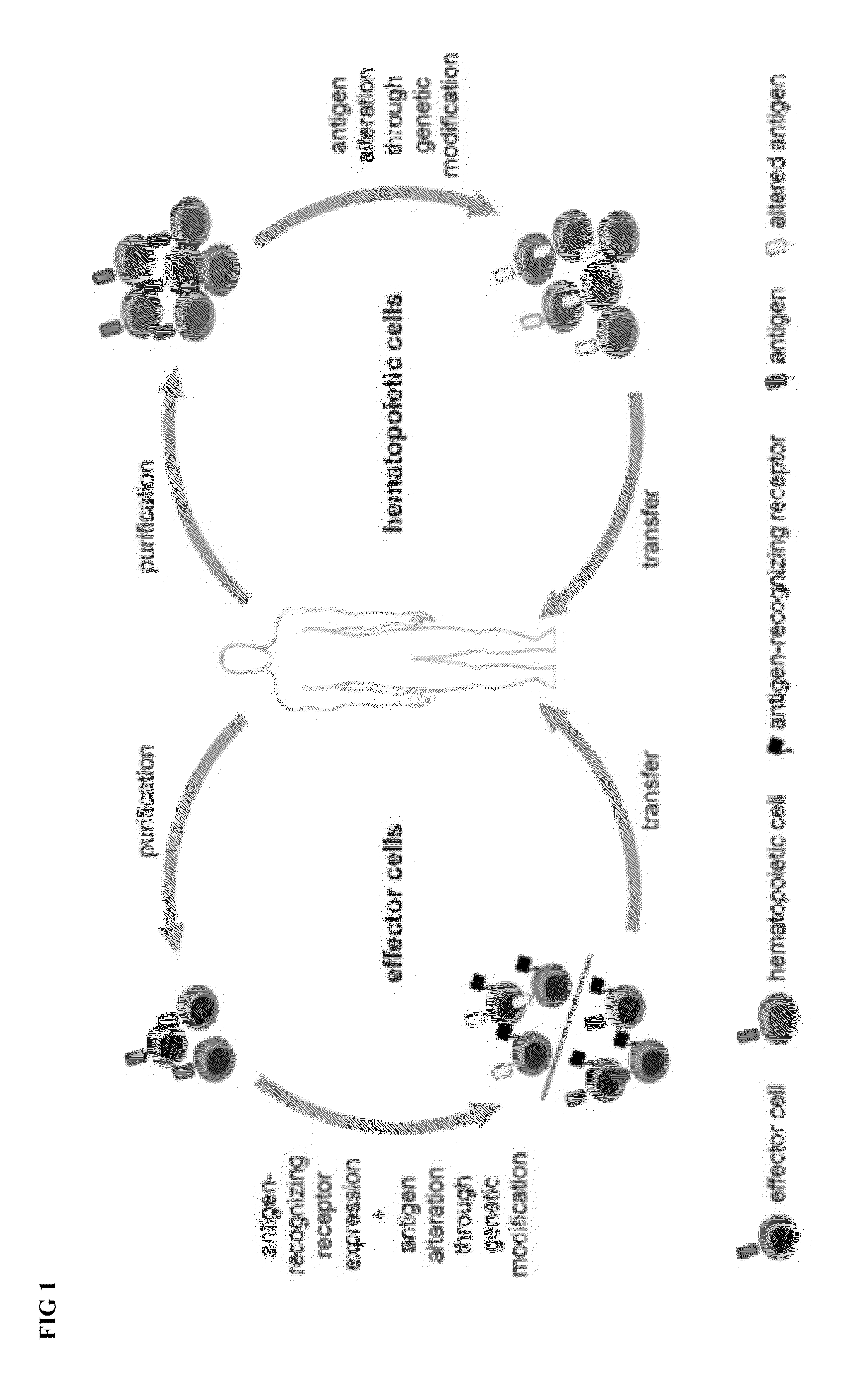 Combination immunotherapy of antigen-recognizing receptors and hematopoietic cells for the treatment of diseases