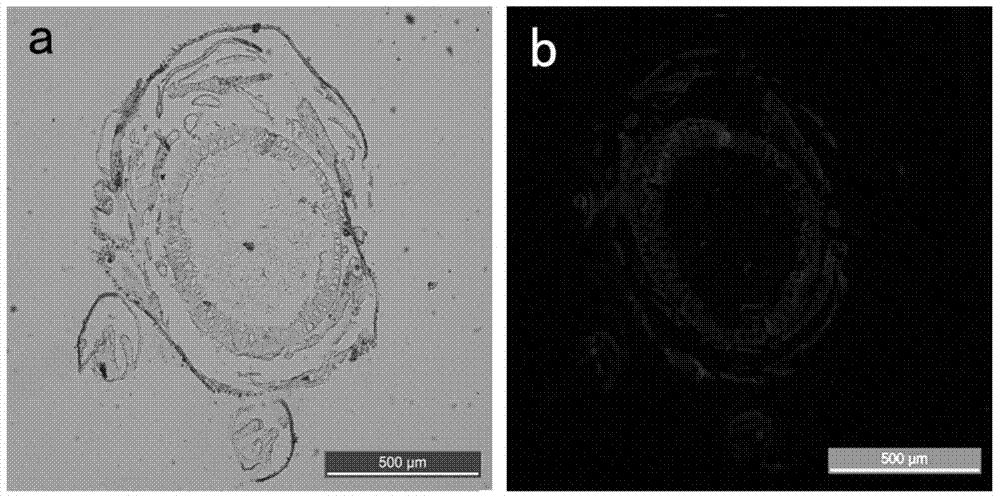 Larva paraffin section forming method