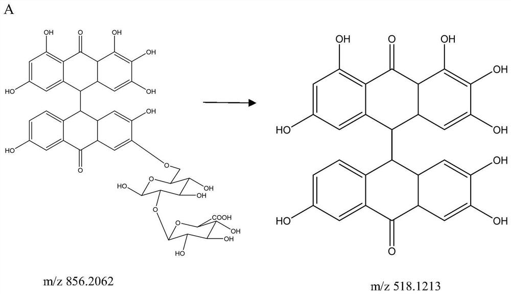 Phytolacca acinosa fruit fermentation liquor as well as preparation method and application thereof