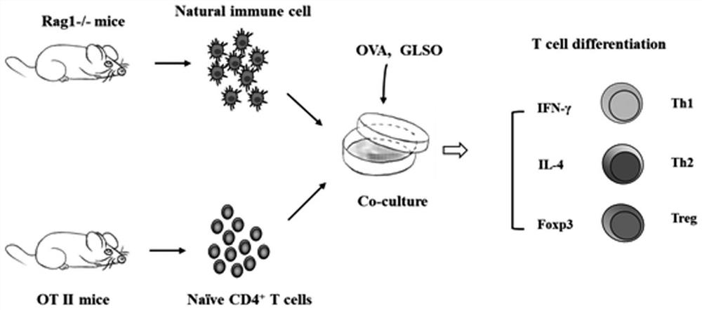 Method for evaluating immunomodulatory function of substance