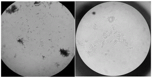 Preparation method of seaweed compound fertilizer containing saccharophilous bacillus microbial inoculum