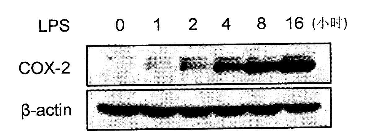 Paeoniflorin compound with inhibitory activity against abnormal expression of cyclooxygenase-2, its preparation method and application