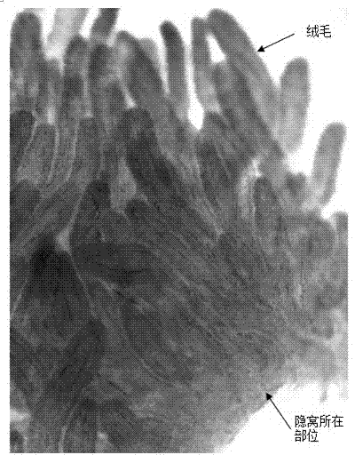 Separating liquid for recess of pig intestinal tract and separating method thereof