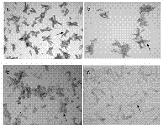 Separating liquid for recess of pig intestinal tract and separating method thereof