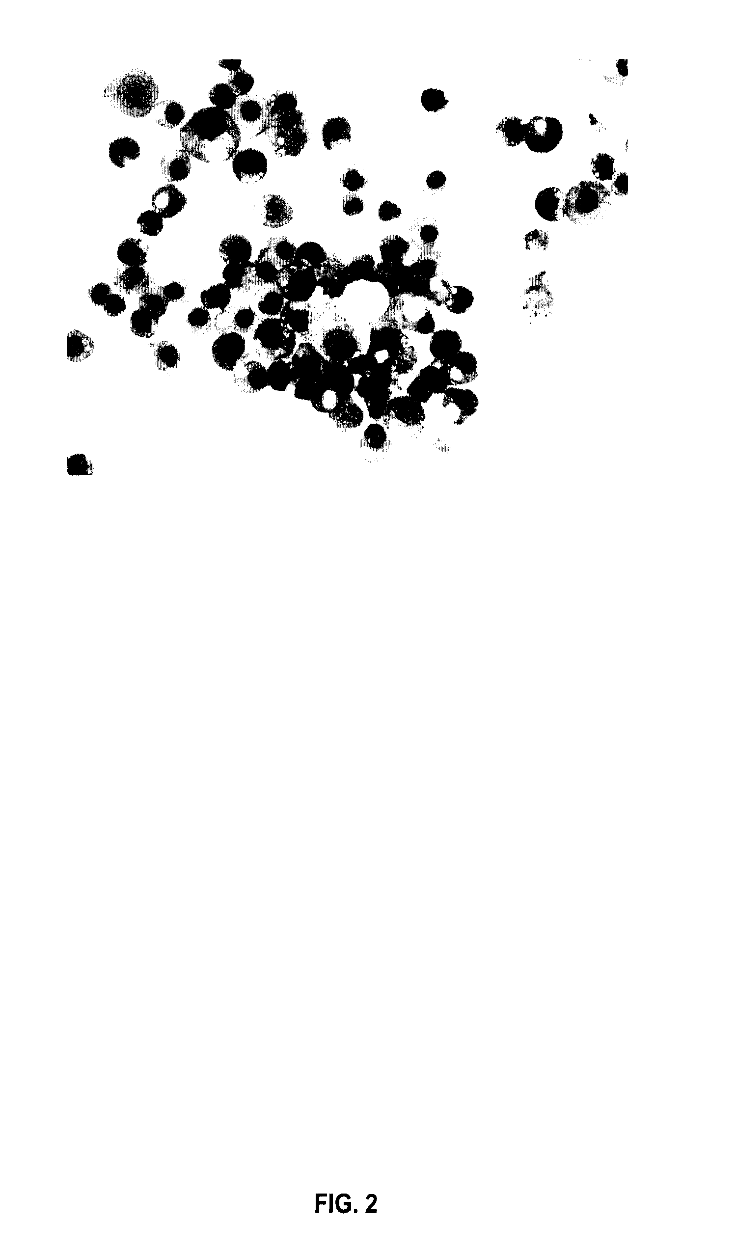 ERYTHROID CELLS PRODUCING ADULT-TYPE Beta-HEMOGLOBIN GENERATED FROM HUMAN EMBRYONIC STEM CELLS