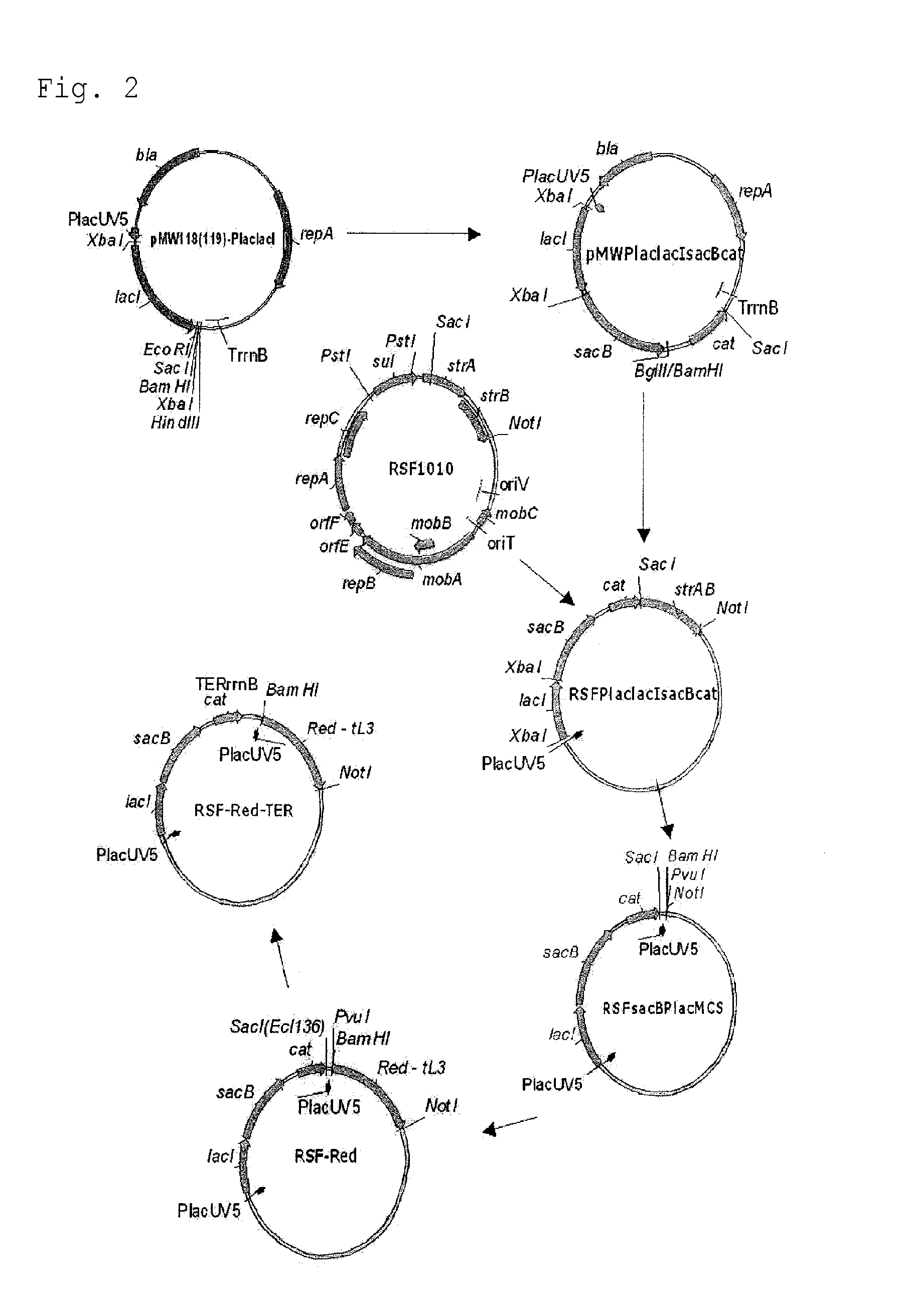 Method for producing an organic acid