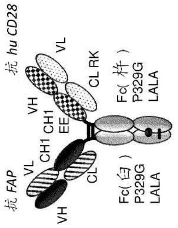 Tumor-targeted superagonistic cd28 antigen binding molecules