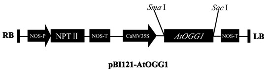 Application of arabidopsis DNA (Deoxyribonucleic Acid) glycosidase AtOGG1 in aspects of prolonging life of seed and improving germination vigour of seed