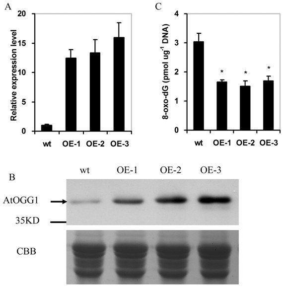 Application of arabidopsis DNA (Deoxyribonucleic Acid) glycosidase AtOGG1 in aspects of prolonging life of seed and improving germination vigour of seed