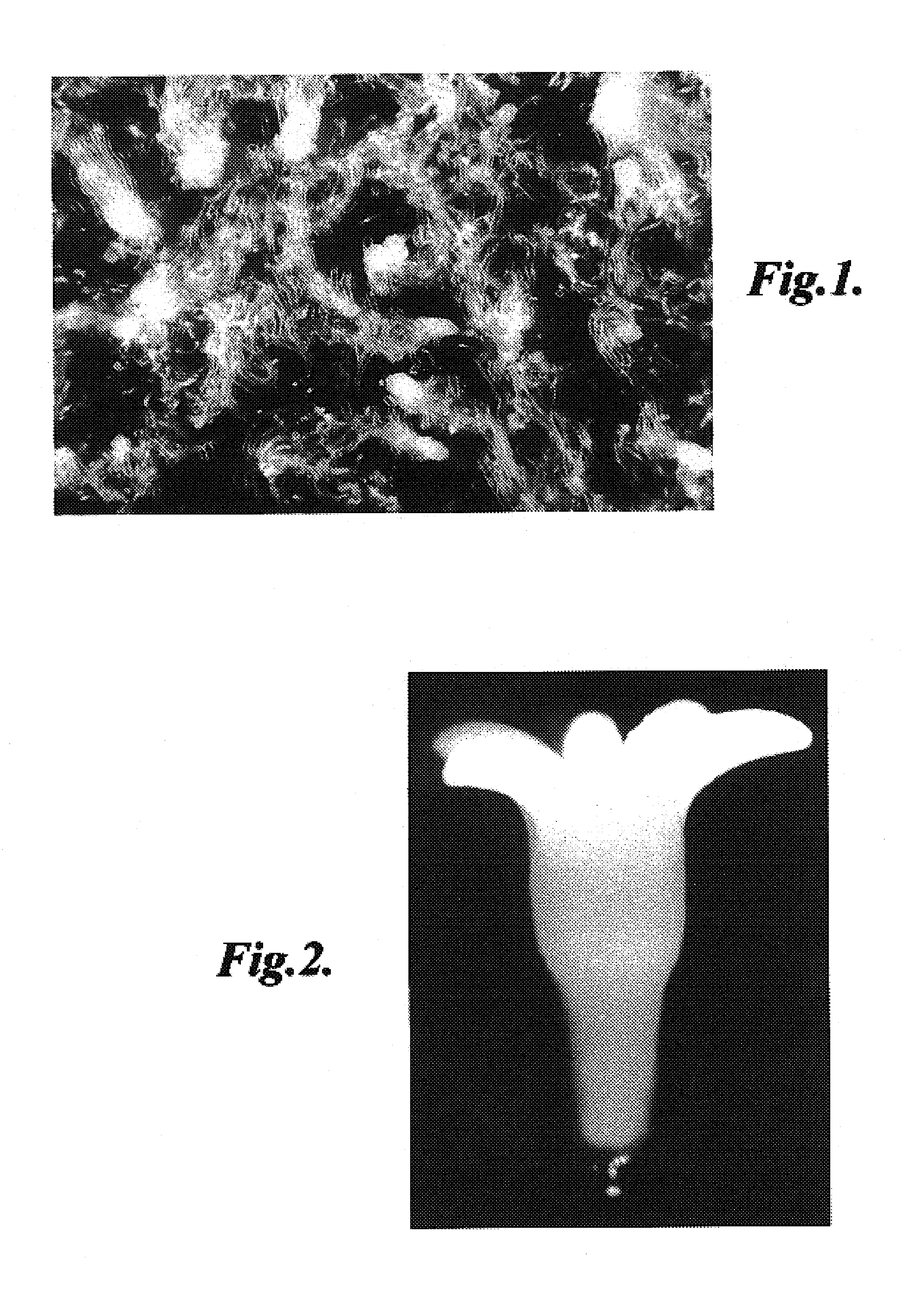 Methods for developing conifer somatic embryos