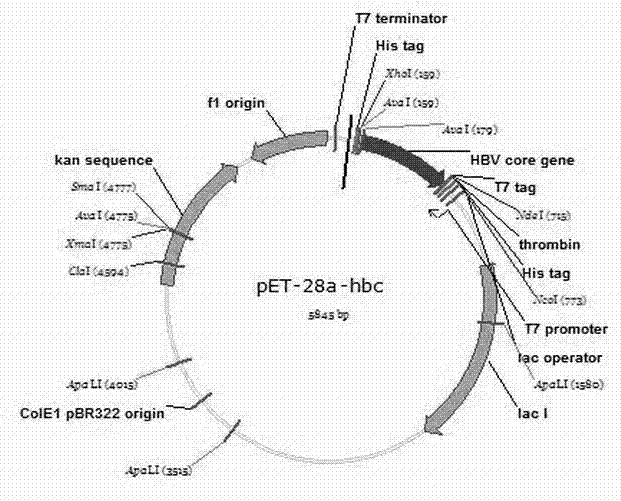 Aptamer sequence of hepatitis B virus (HBV) core antigen and application of nucleic aptamer sequence