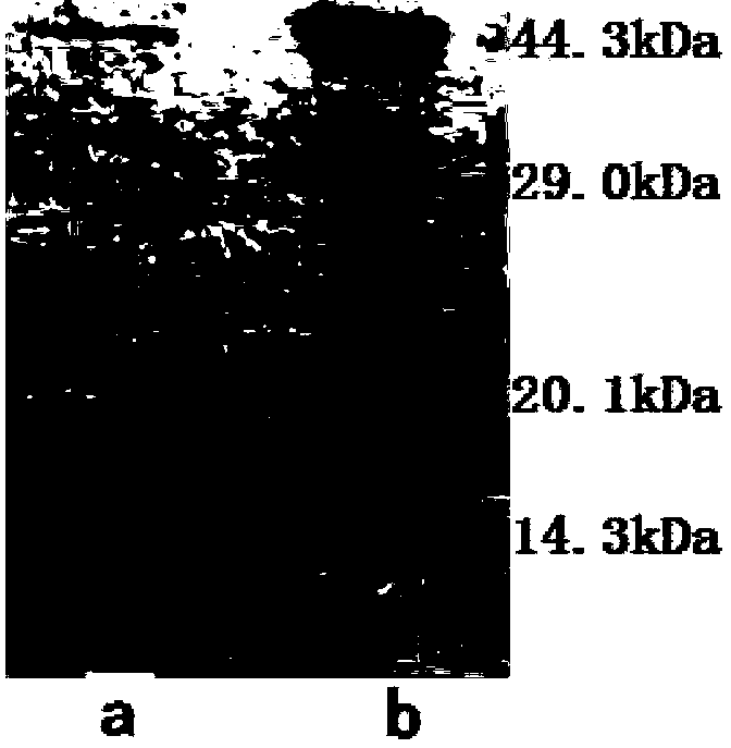 Antitumor antibiotic gaddie mycin generated by streptosporangium C-3560