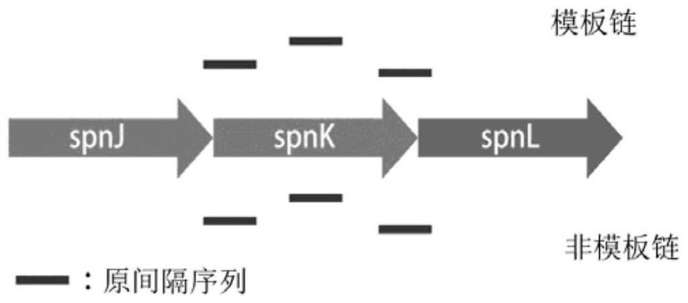 Engineering bacterium for high-yield production of spinosad J/L as well as construction method and application of engineering bacterium