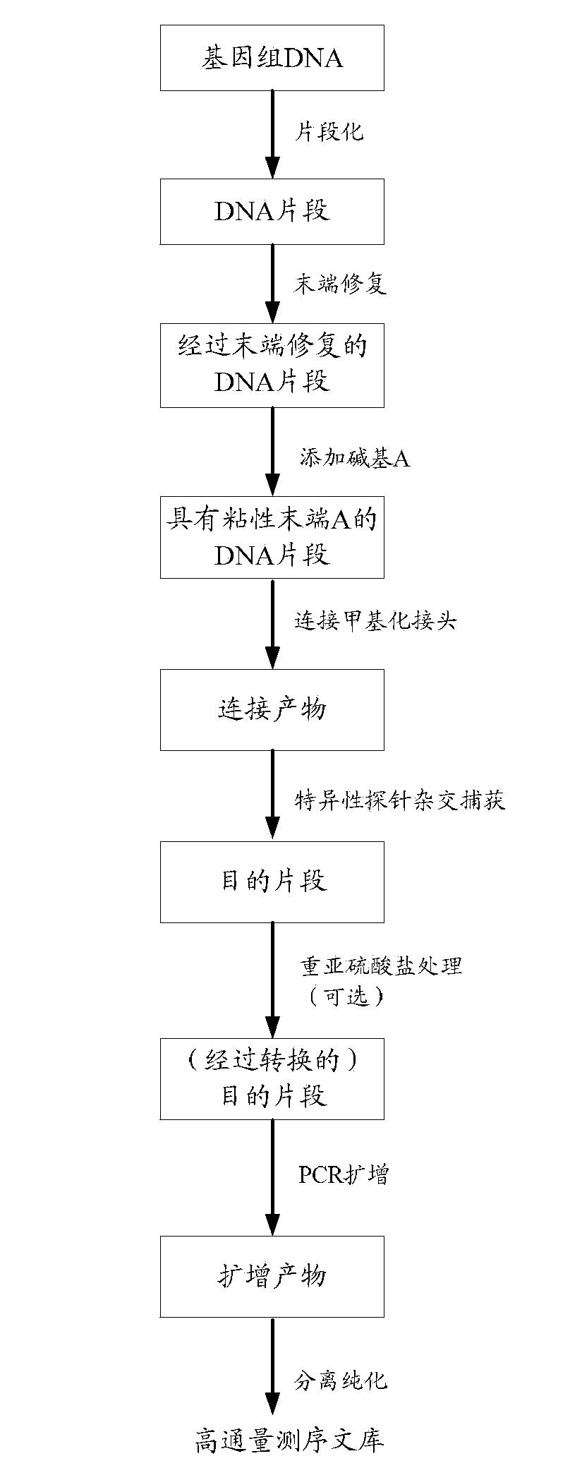 Construction method and application of high-throughout sequencing library