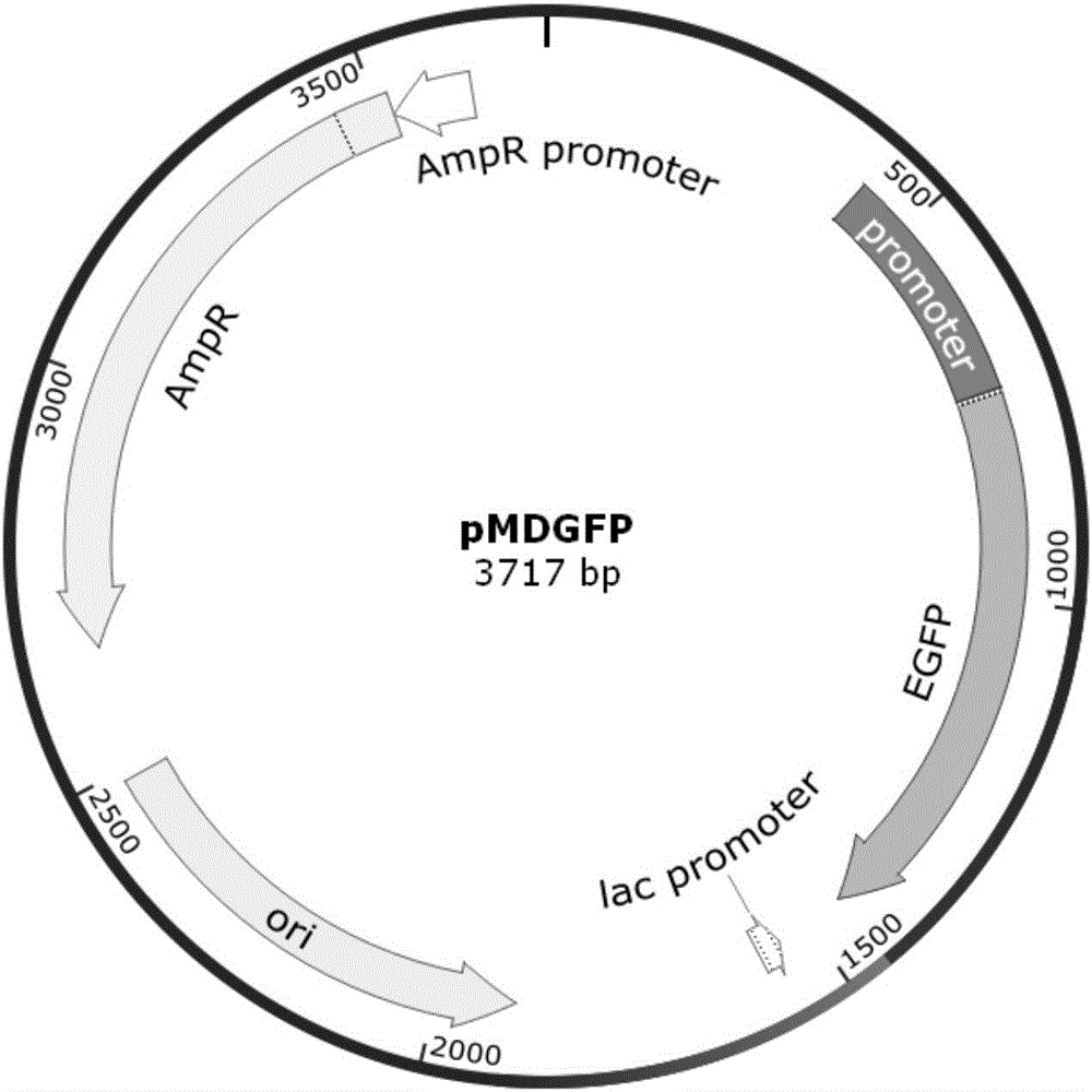 Method for labeling aeromonas schubertii from snakehead through green fluorescent protein genes