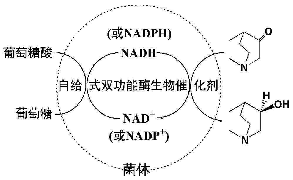 Self-feeding type dual-function biocatalyst and preparation method and application thereof