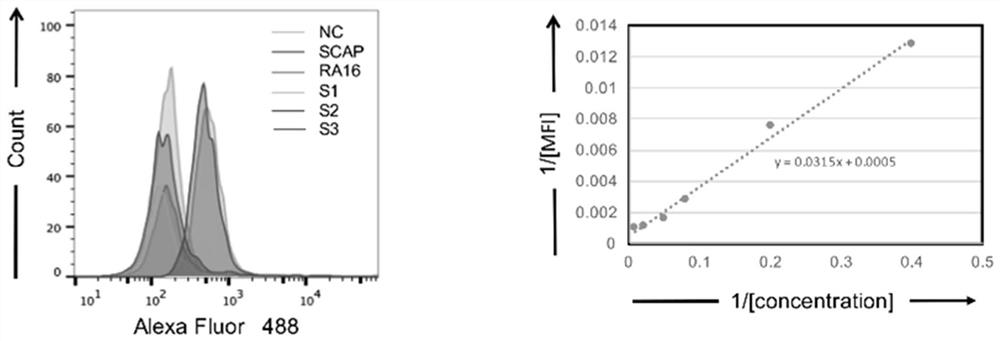 Human non-small cell lung cancer nucleic acid aptamer truncation body and application thereof