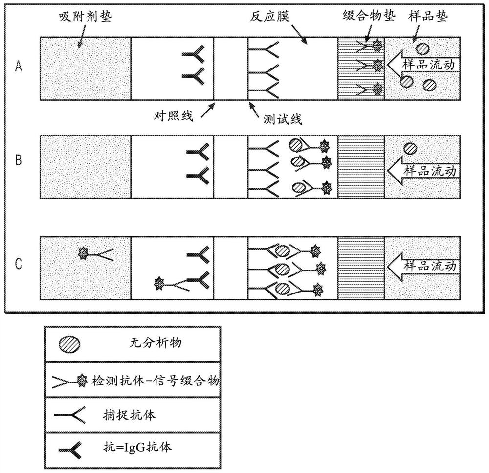 Antibody pairs for use in a rapid influenza b diagnostic test