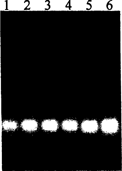 Method for extraction and purification of plasmid DNA and its preparation process