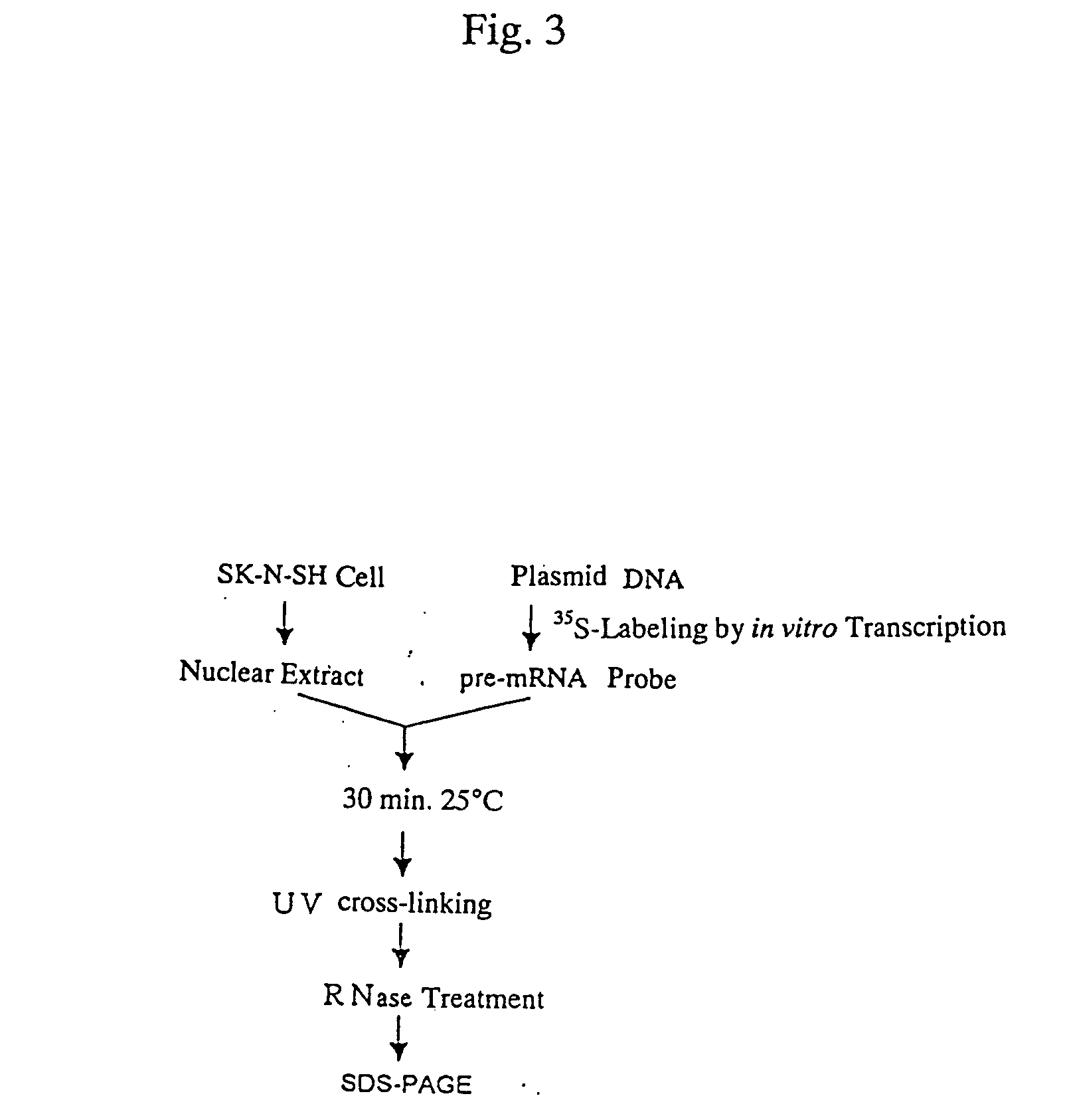 Nucleic acid participating in the formation of presenilin-2-gene exon 5-defective splicing variant