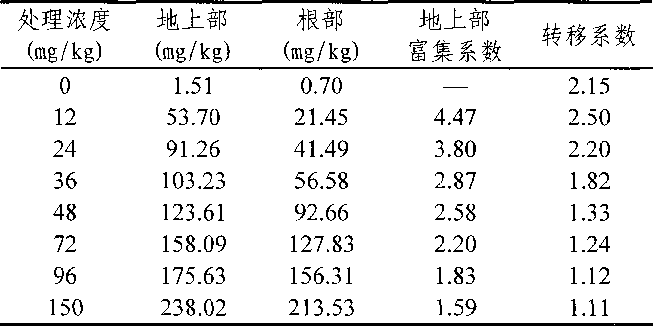 Method for repairing and treating soil with cadmium pollution using flowering plant Indian marigold