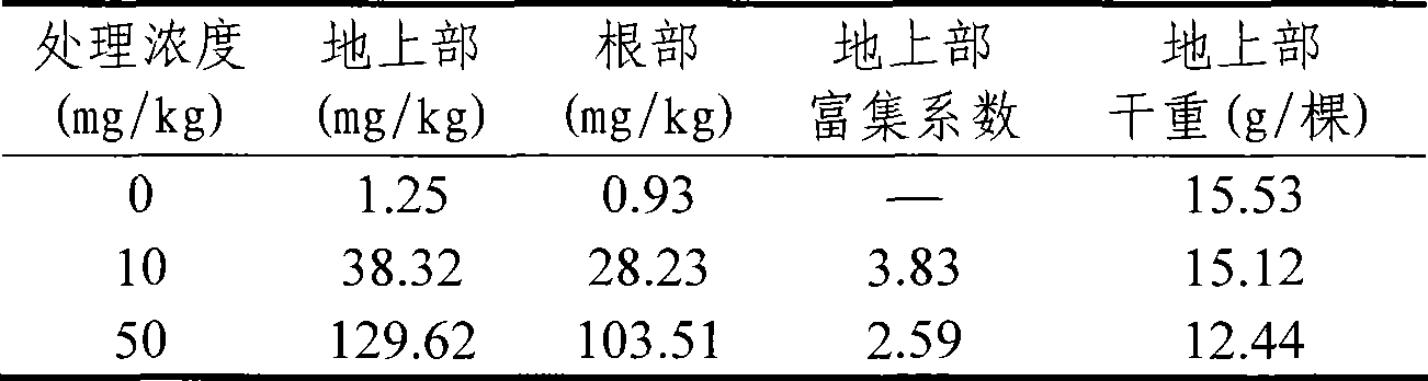 Method for repairing and treating soil with cadmium pollution using flowering plant Indian marigold