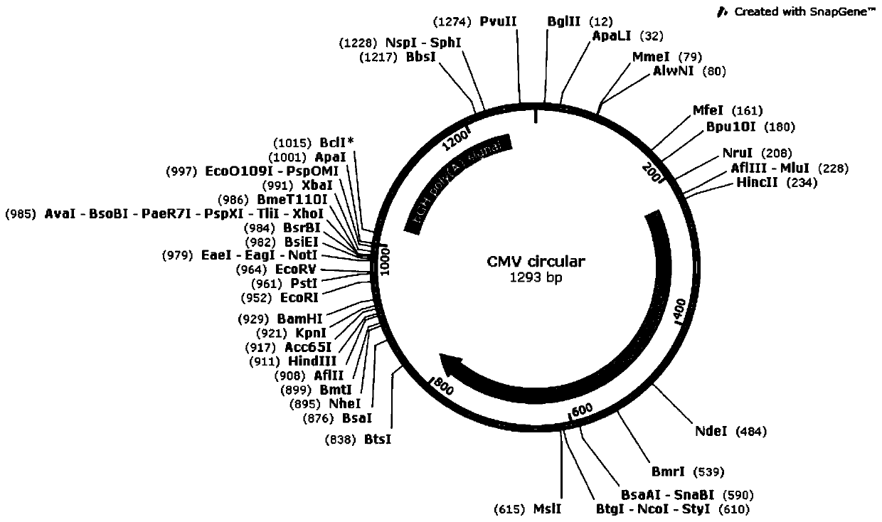 Transfection agent for in-vivo gene expression protein system, and in-vitro transfection method of transfection agent