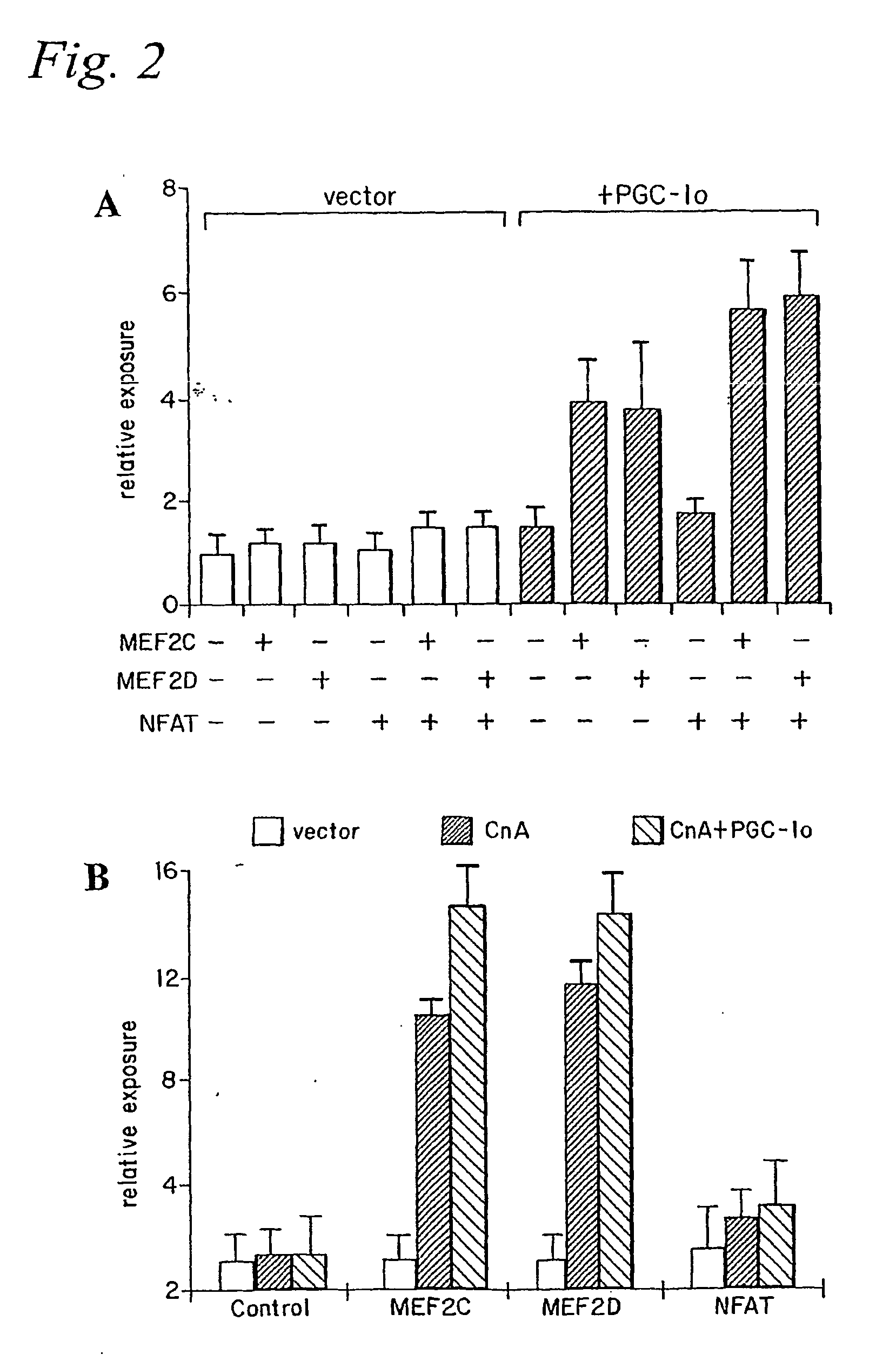 Methods and composition for modulating type I muscle formation using pgc-1 alpha