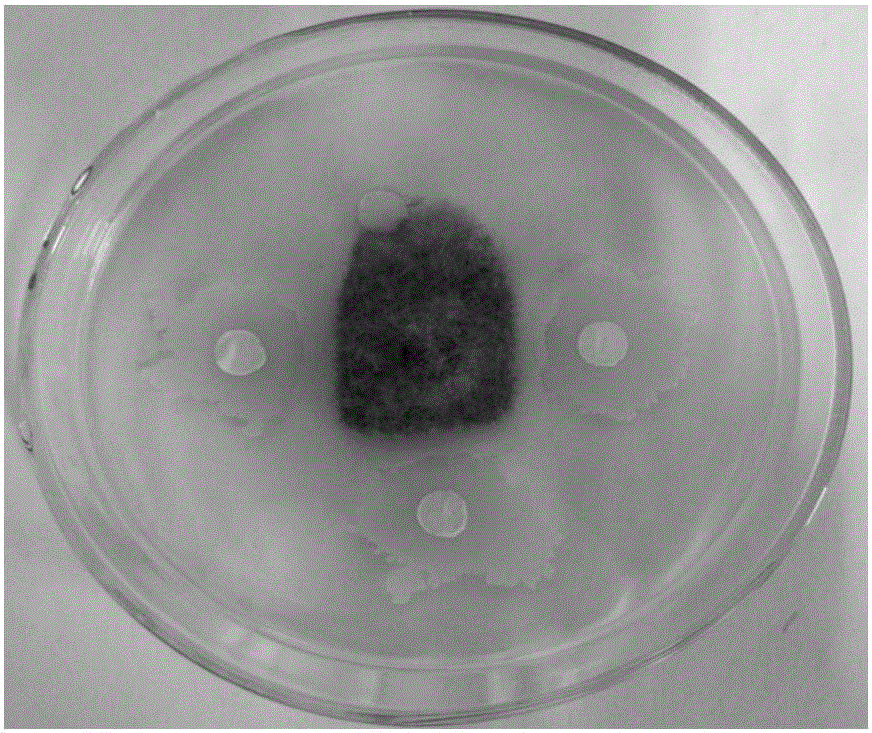 A kind of bacillus amyloliquefaciens and application thereof