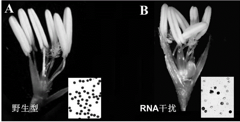 Application of male sterility gene OsLAP5 and method for recovering rice male sterility