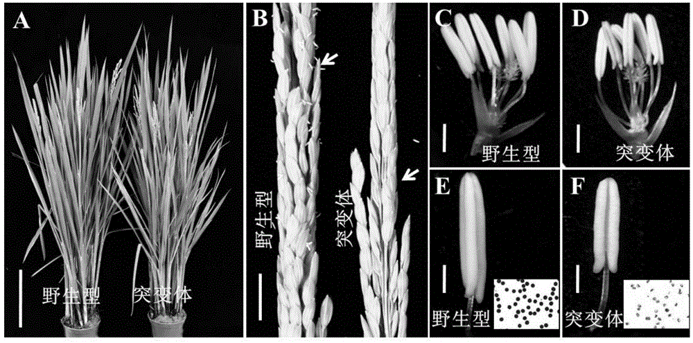 Application of male sterility gene OsLAP5 and method for recovering rice male sterility