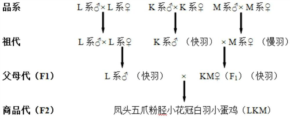 A matching breeding method for white laying hens with crested five-claw powdered shank