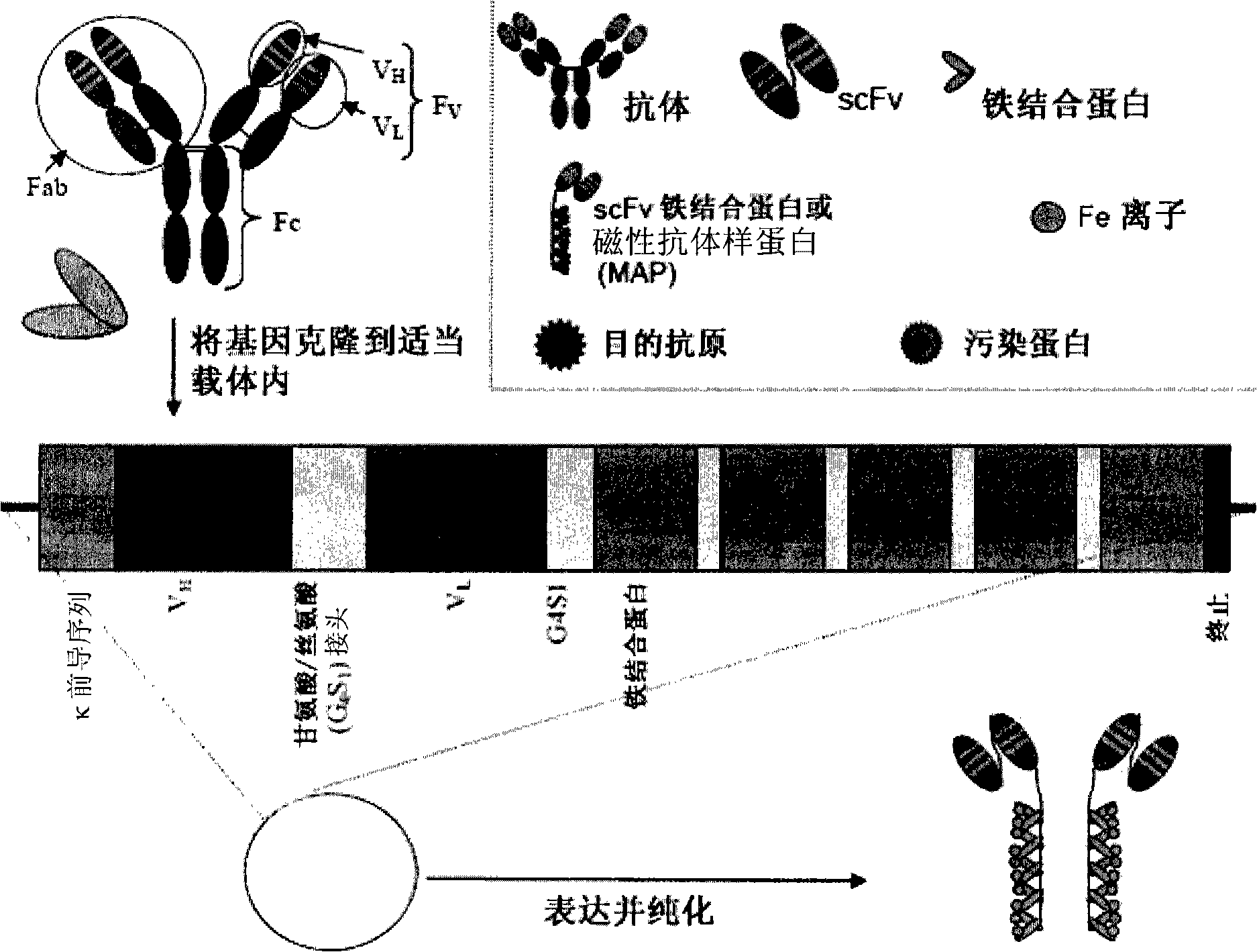 Magnetic recognition system