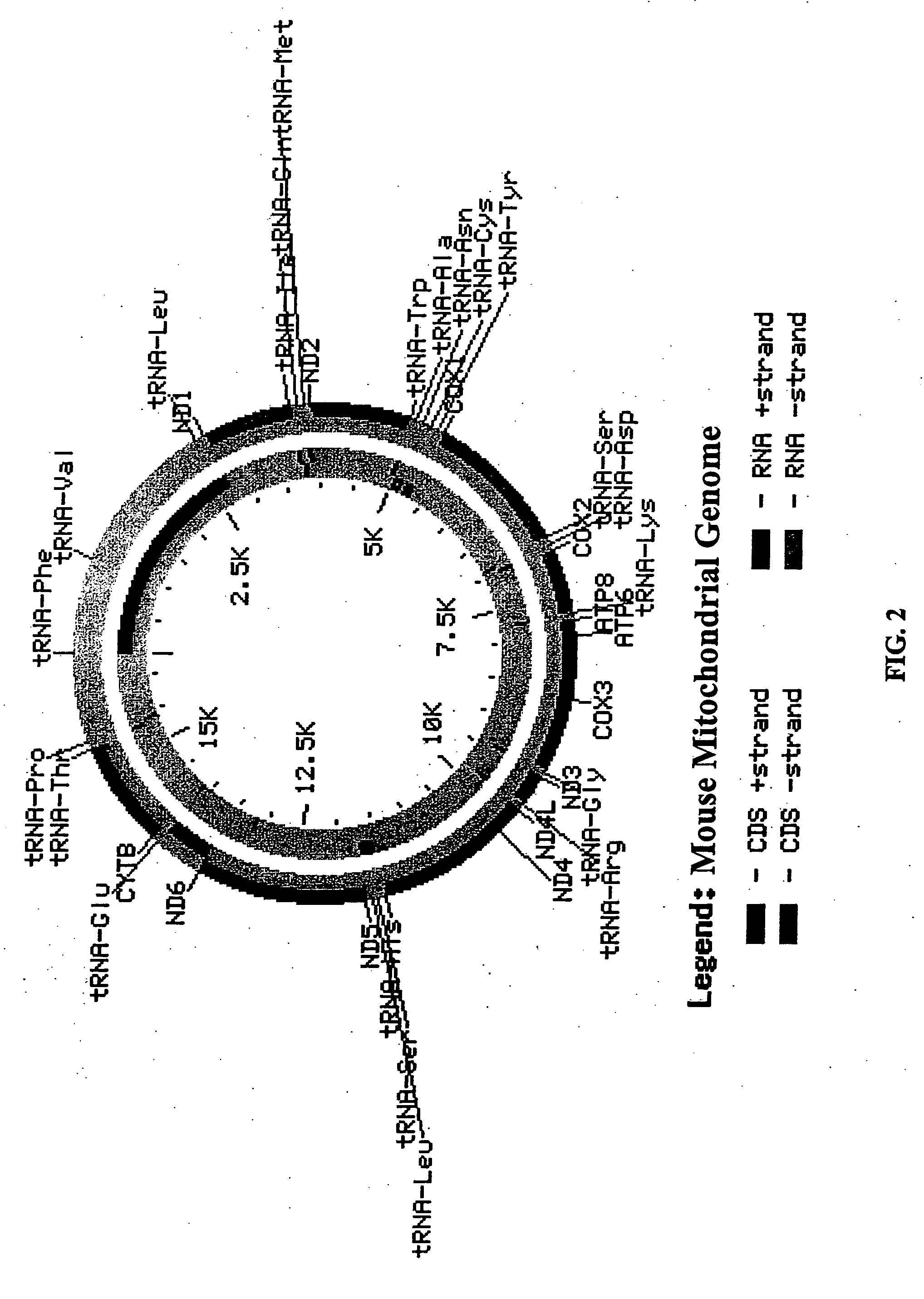 Methods and compositions for analysis of mitochondrial-related gene expression