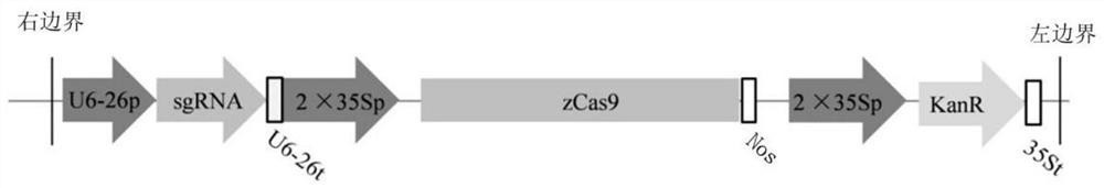 Genetic transformation method of rehmannia glutinosa libosch