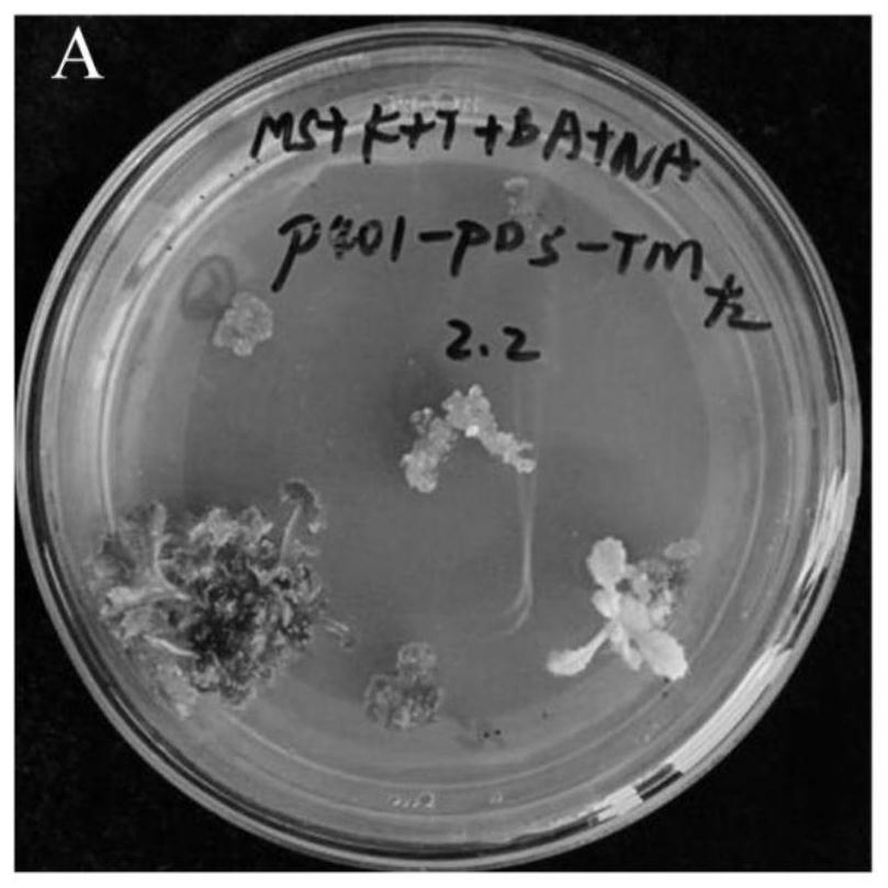 Genetic transformation method of rehmannia glutinosa libosch