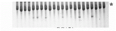 Method for acquiring anti-sheath blight gene associated resistance gene analogs and molecular markers thereof