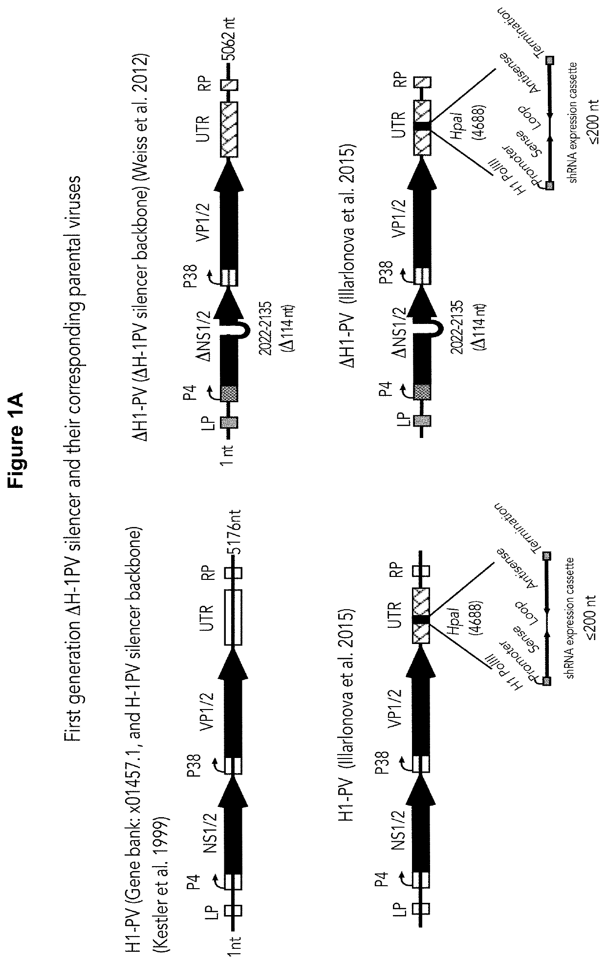 Novel oncolytic parvoviruses with enhanced cargo capacity, stable shRNA expression cassette and novel immunogenic properties