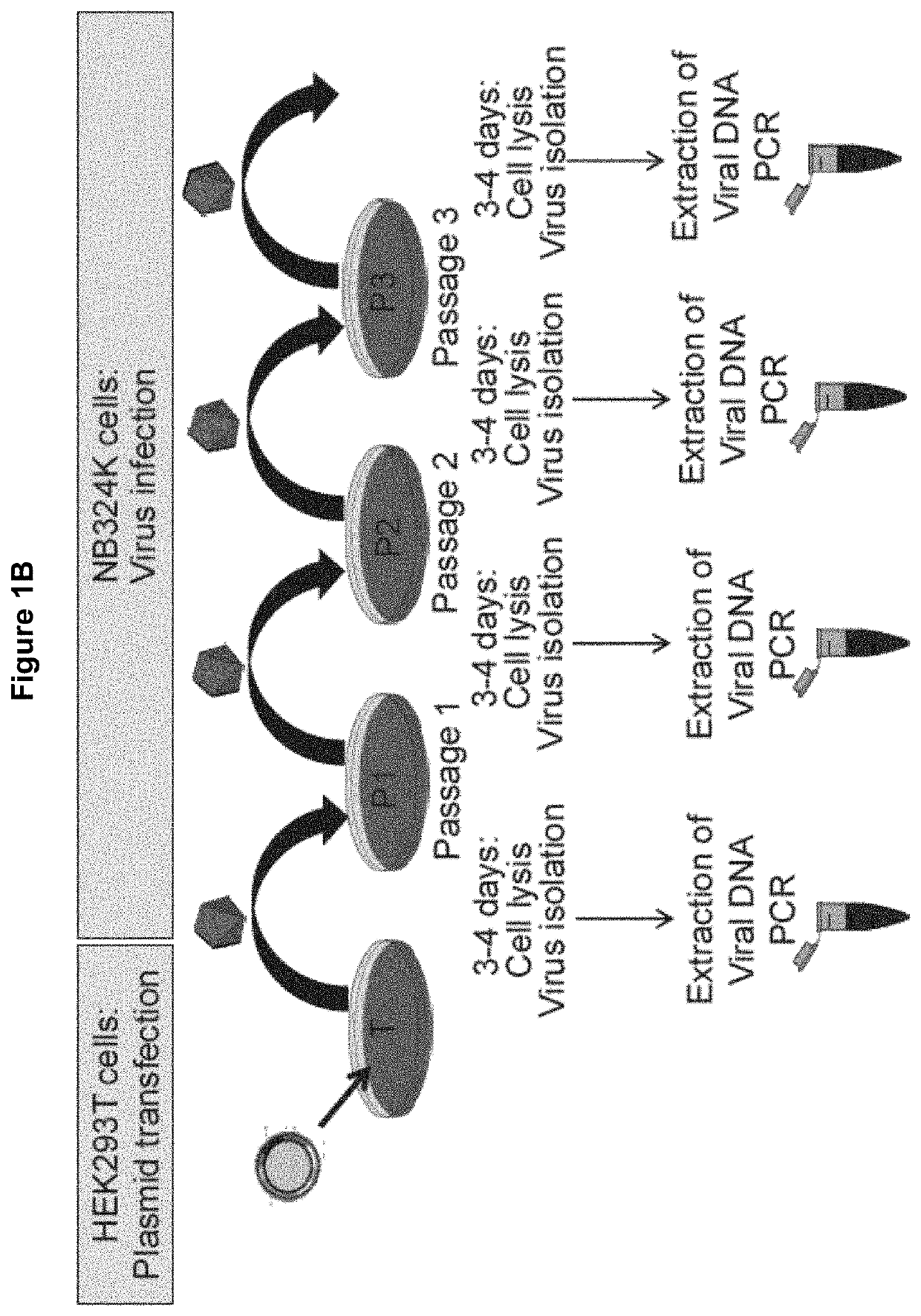 Novel oncolytic parvoviruses with enhanced cargo capacity, stable shRNA expression cassette and novel immunogenic properties